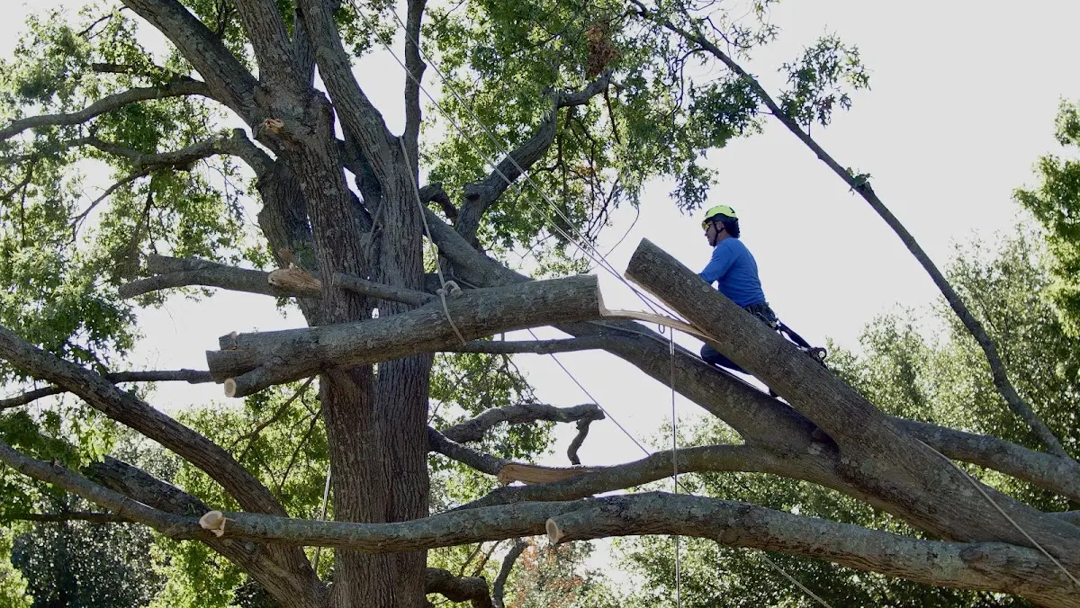 Professional Crown Thinning performed by certified arborists in Bradfordwoods