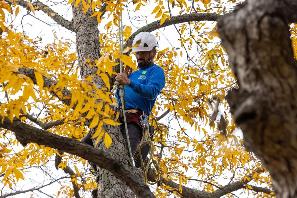 Skilled Tree Disease Treatment crew working in Bradfordwoods