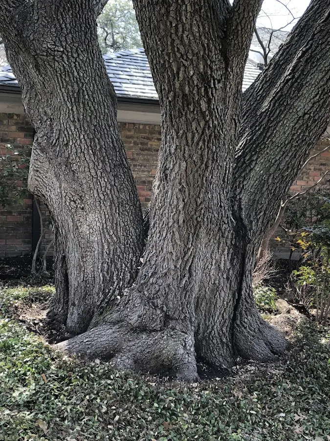 Mature heritage tree close to a Bradfordwoods property cared for by certified arborists